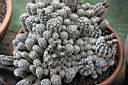 GYMNOCALYCIUM BRUCHII.jpg